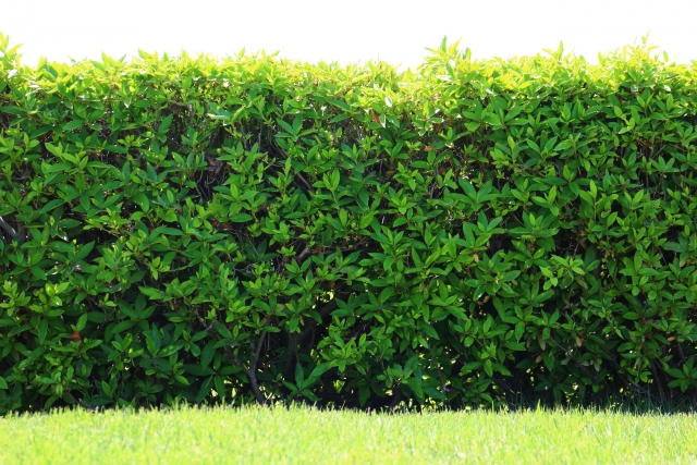 生垣・玉物・トリアピー