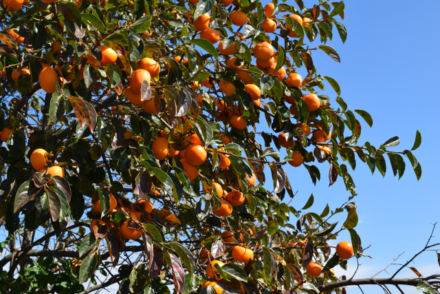 手が届かない所の剪定・果実の収穫
