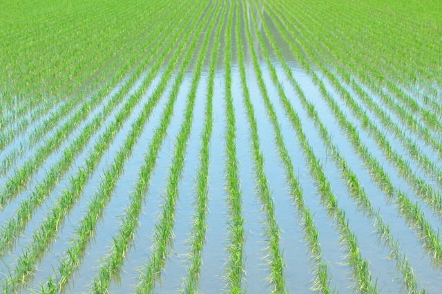 水が入った水田