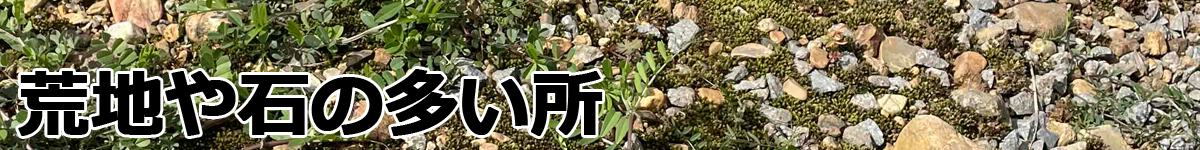 荒地用チップソー