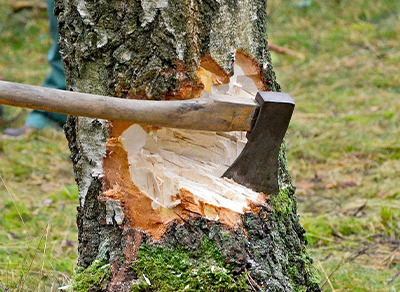 木の伐採