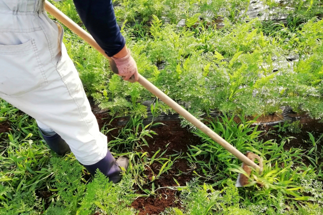 立って草削り