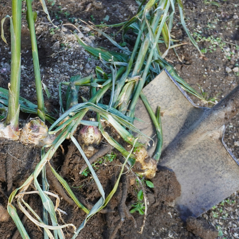 しょうがの収穫