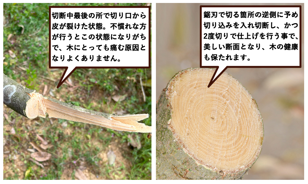 シルキー 鋸 切断面比較