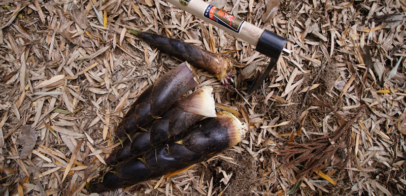 たけのこの掘り方