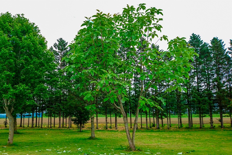 鉈鞘に最適な朴(ほう)の木