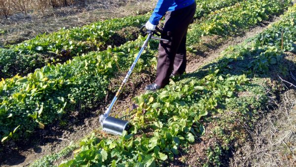 うね草取りまー使用例3