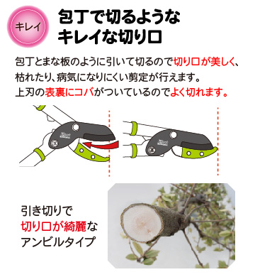 きれいな切り口